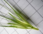 Hordeum Murinum L. (Duvar Arpası / Pisipisi Otu) Nedir?