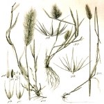 Hordeum Murinum L. (Duvar Arpası / Pisipisi Otu) Nedir?