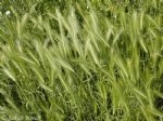 Hordeum Murinum L. (Duvar Arpası / Pisipisi Otu) Nedir?