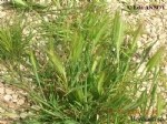 Hordeum Murinum L. (Duvar Arpası / Pisipisi Otu) Nedir?