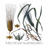 Hordeum Murinum L. (Duvar Arpası / Pisipisi Otu) Nedir?