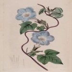 Ipomea Hederaceae (L.) Jacq. (Boru Çiçekli Sarmaşık) Otu