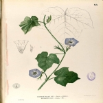 Ipomea Hederaceae (L.) Jacq. (Boru Çiçekli Sarmaşık) Otu