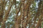 Jabuticaba Yetiştiriciliği Nasıl Yapılır?