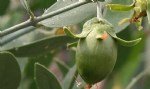 Jojoba Yetiştiriciliği Nasıl Yapılır?