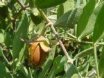 Jojoba Yetiştiriciliği Nasıl Yapılır?