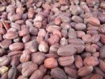 Jojoba Yetiştiriciliği Nasıl Yapılır?