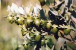 Jojoba Yetiştiriciliği Nasıl Yapılır?