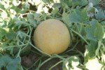 Kavun Yetiştiriciliği Nasıl Yapılır?