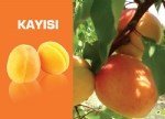 Kayısı Yetiştiriciliği Nasıl Yapılır?