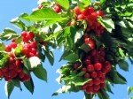 Kiraz Tarımı Nasıl Yapılır?