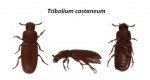 Kırma Biti Zararlısı (Aphis Gossypii) Tanım, Zarar Ve Mücadele Yöntemi
