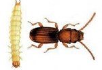 Kırma Biti Zararlısı (Aphis Gossypii) Tanım, Zarar Ve Mücadele Yöntemi