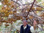 Kivi Yetiştiriciliği Nasıl Yapılır?