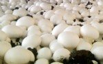 Kültür Mantarı Yetiştiriciliği Nasıl Yapılır?