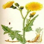 Lactuca Serriola L.: Dikenli Yabani Marul Nedir?