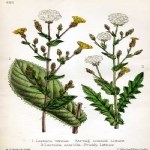 Lactuca Serriola L.: Dikenli Yabani Marul Nedir?