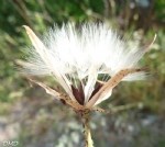 Lactuca Serriola L.: Dikenli Yabani Marul Nedir?