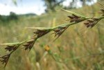 Lolium Temulentum L. (Delice)
