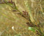 Lolium Temulentum L. (Delice)