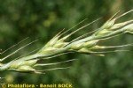 Lolium Temulentum L. (Delice)