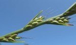 Lolium Temulentum L. (Delice)