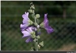 Malva Bitkisi (Ebegümecigiller)