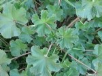 Malva Bitkisi (Ebegümecigiller)