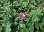 Malva Bitkisi (Ebegümecigiller)