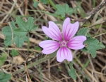 Malva Bitkisi (Ebegümecigiller)