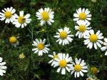 Matricaria Chamomilla L. (Sahici Papatya - Tıbbi Papatya) Otu