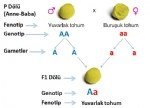 Mendel Genetik Sunumları