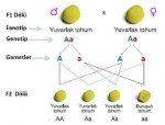 Mendel Genetik Sunumları