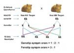 Mendel Genetik Sunumları
