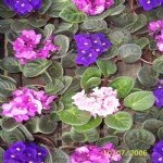 Süs Bitkileri Resimleri