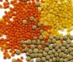 Mercimek Yetiştiriciliği Nasıl Yapılır? Mercimek Yetiştiriciliği Nasıl Yapılır?