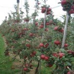 Organik Elma Yetiştiriciliği Nasıl Yapılır? Organik Elma Yetiştiriciliği Nasıl Yapılır?