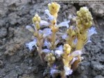 Orobanche Aegyptiaca Pers. (Mısırlı Canavar Otu) Nedir?