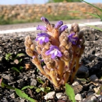 Orobanche Aegyptiaca Pers. (Mısırlı Canavar Otu) Nedir?