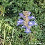 Orobanche Aegyptiaca Pers. (Mısırlı Canavar Otu) Nedir?
