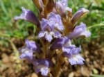 Orobanche Aegyptiaca Pers. (Mısırlı Canavar Otu) Nedir?