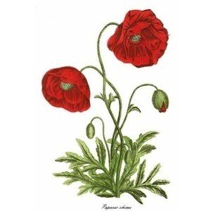 Papaver Rhoeas L.: Gelincik Otu Nedir?