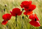 Papaver Rhoeas L.: Gelincik Otu Nedir?