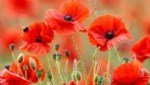 Papaver Rhoeas L.: Gelincik Otu Nedir?
