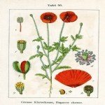 Papaver Rhoeas L.: Gelincik Otu Nedir?