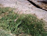 Paspalum Paspalodes (Su Ayrığı) Nedir?