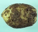 Patates Adi Uyuz Hastalığı Belirtileri Ve Mücadele Yöntemleri