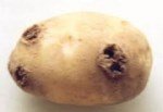 Patates Siyah Siğil Hastalığı Belirtileri, Nedenleri Ve Mücadelesi