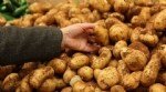 Patates Yetiştiriciliği Nasıl Yapılır?