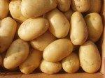 Patates Yetiştiriciliği Nasıl Yapılır?